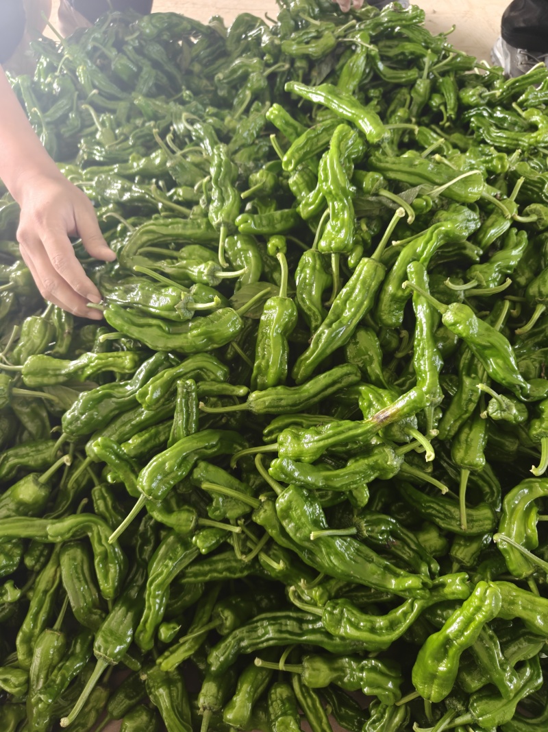皱皮椒