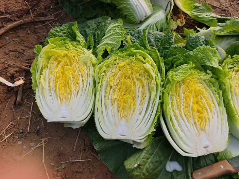 陆地黄心大白菜