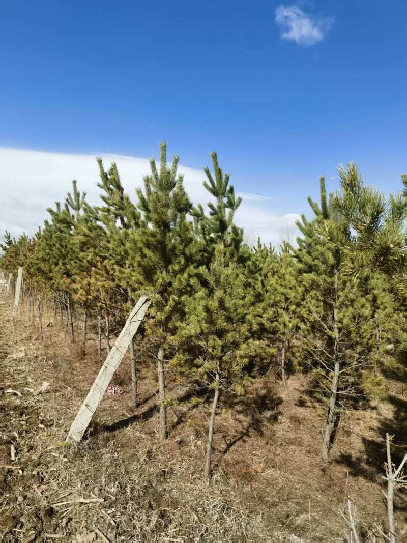 内蒙古乌兰察布油松樟子松，1000株起售
