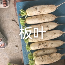 白萝卜