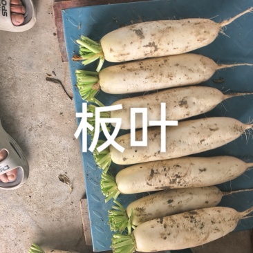 白萝卜