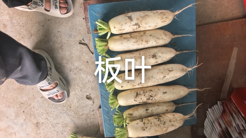 白萝卜