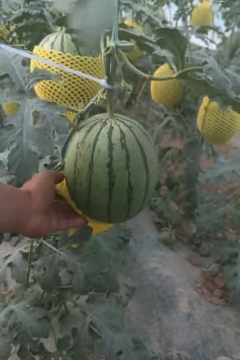 陕西大荔精品小糖丸西瓜大量上市产地直发量大价优欢迎来看货