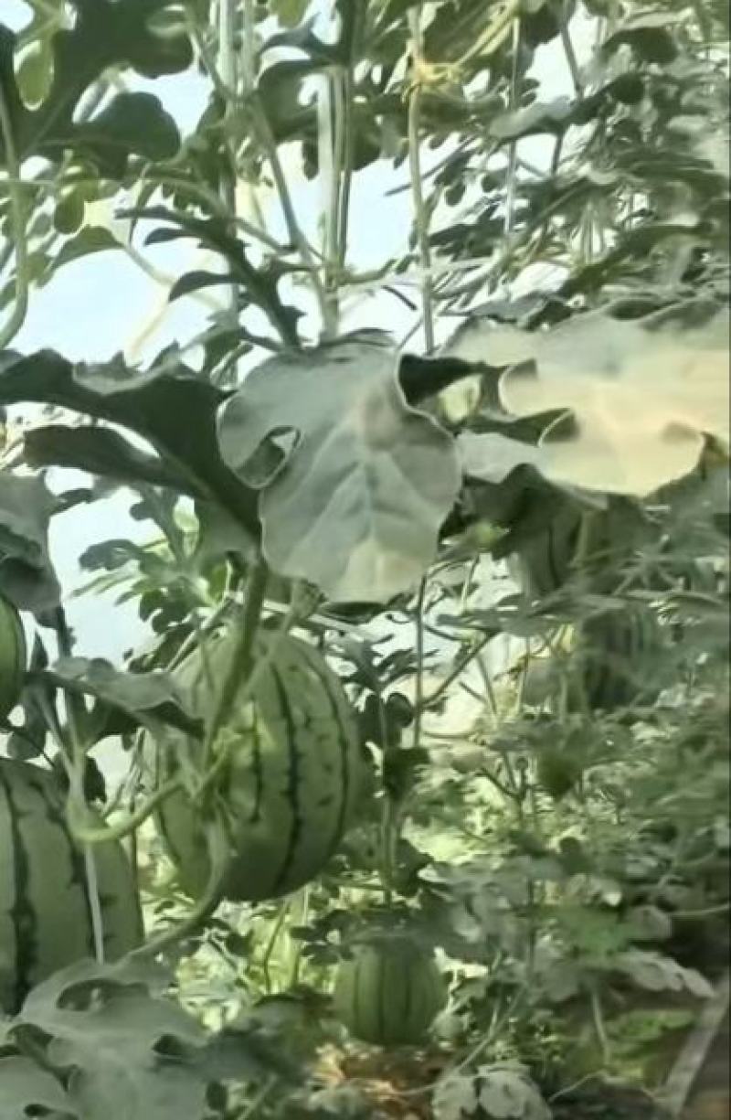 陕西大荔精品小糖丸西瓜大量上市产地直发量大价优欢迎来看货