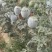 陕西大荔精品小糖丸西瓜大量上市产地直发量大价优欢迎来看货