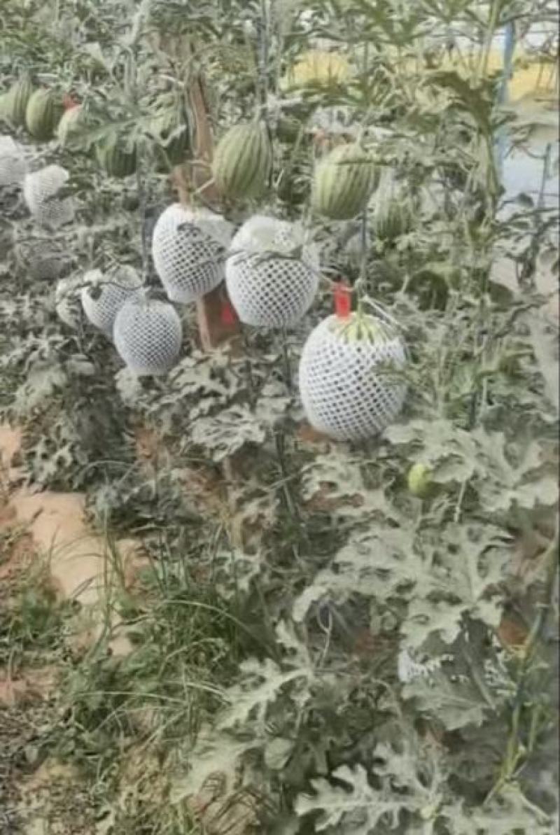 陕西大荔精品小糖丸西瓜大量上市产地直发量大价优欢迎来看货