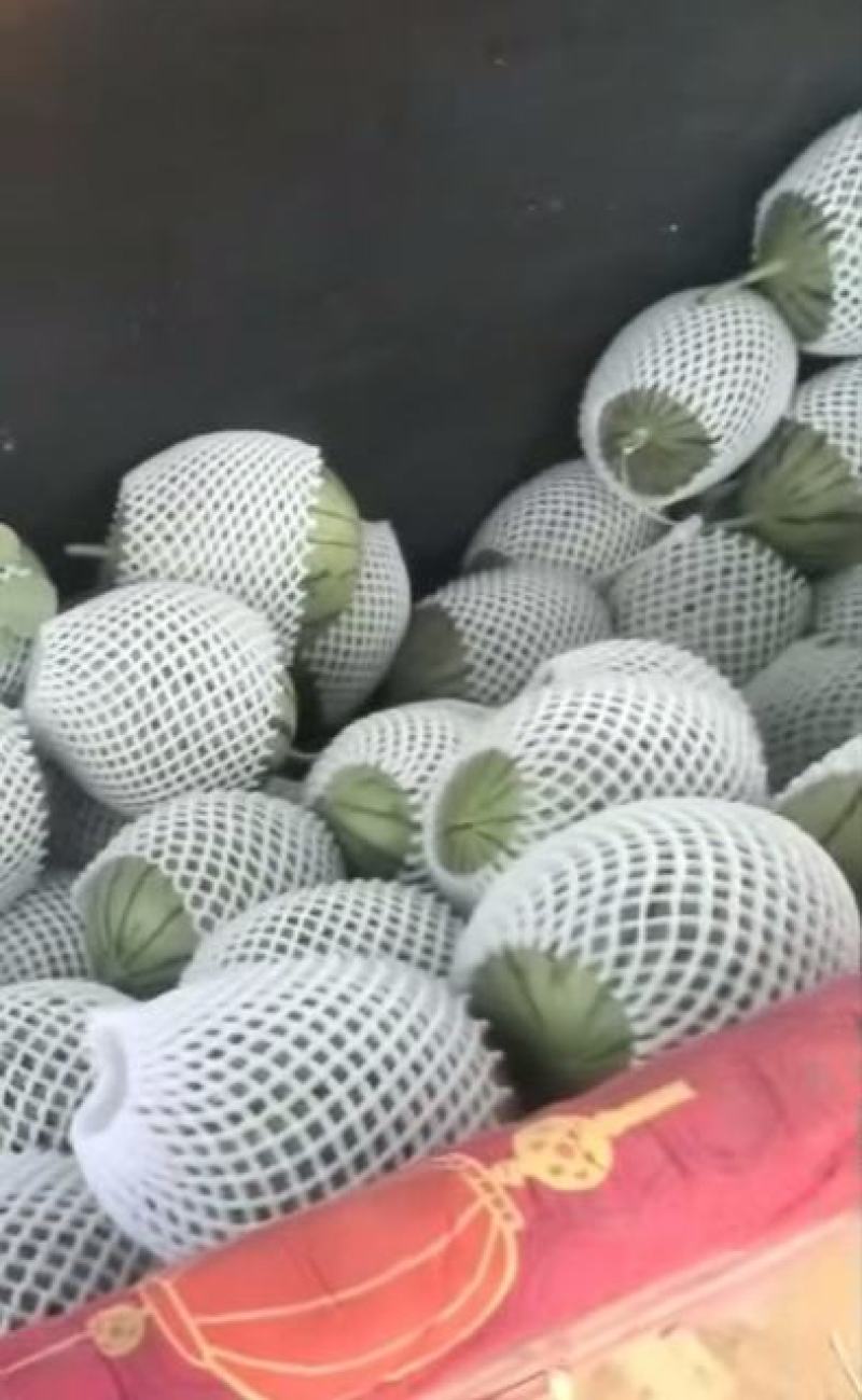 陕西大荔精品小糖丸西瓜大量上市产地直发量大价优欢迎来看货
