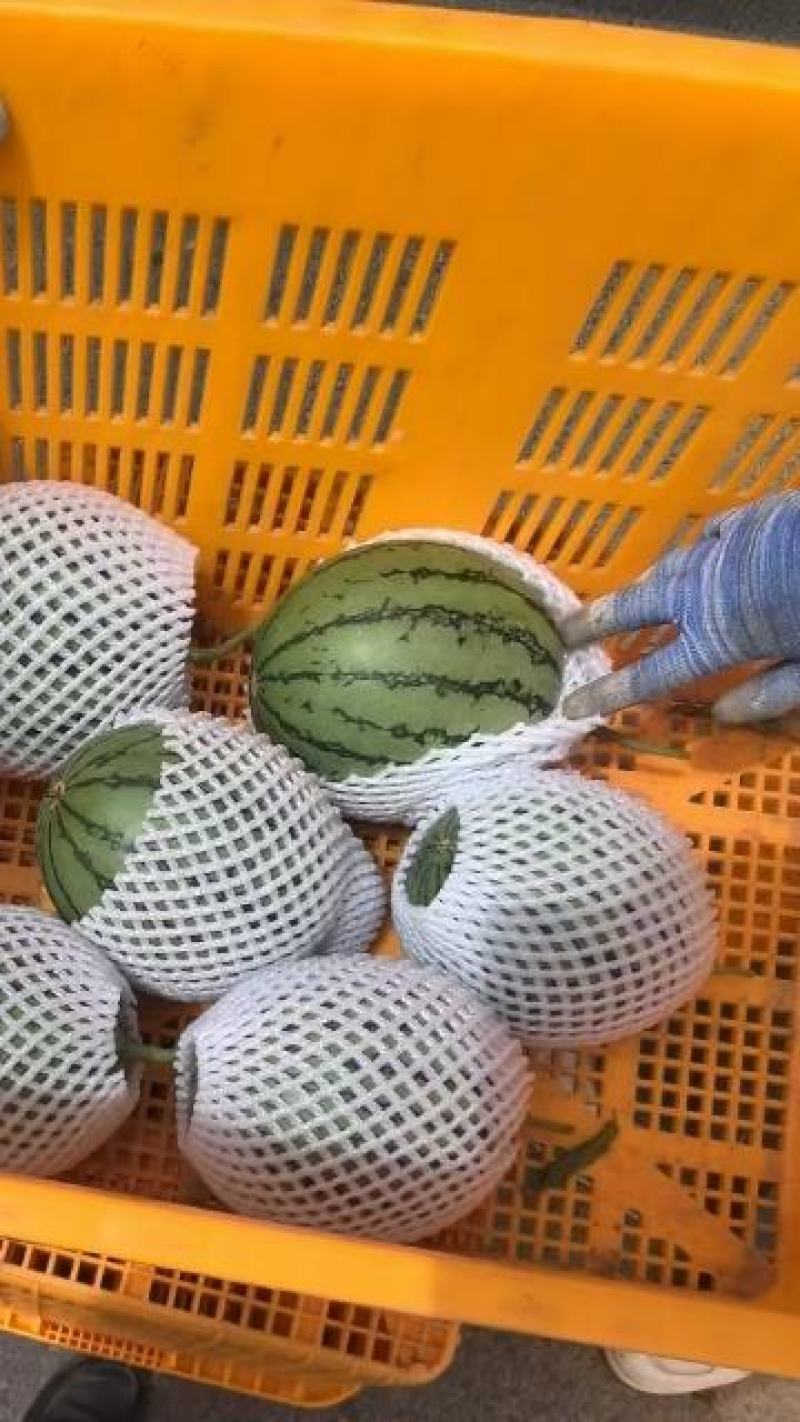 陕西大荔精品小糖丸西瓜大量上市产地直发量大价优欢迎来看货