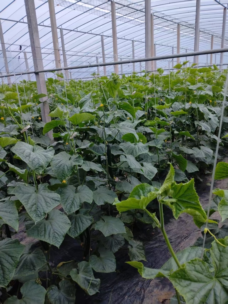 新鲜密刺黄瓜现摘现发脆嫩多汁农家自种当季蔬菜