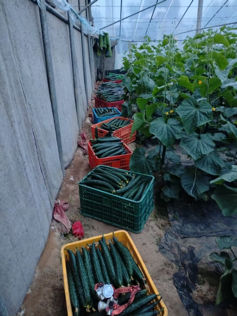 新鲜密刺黄瓜现摘现发脆嫩多汁农家自种当季蔬菜