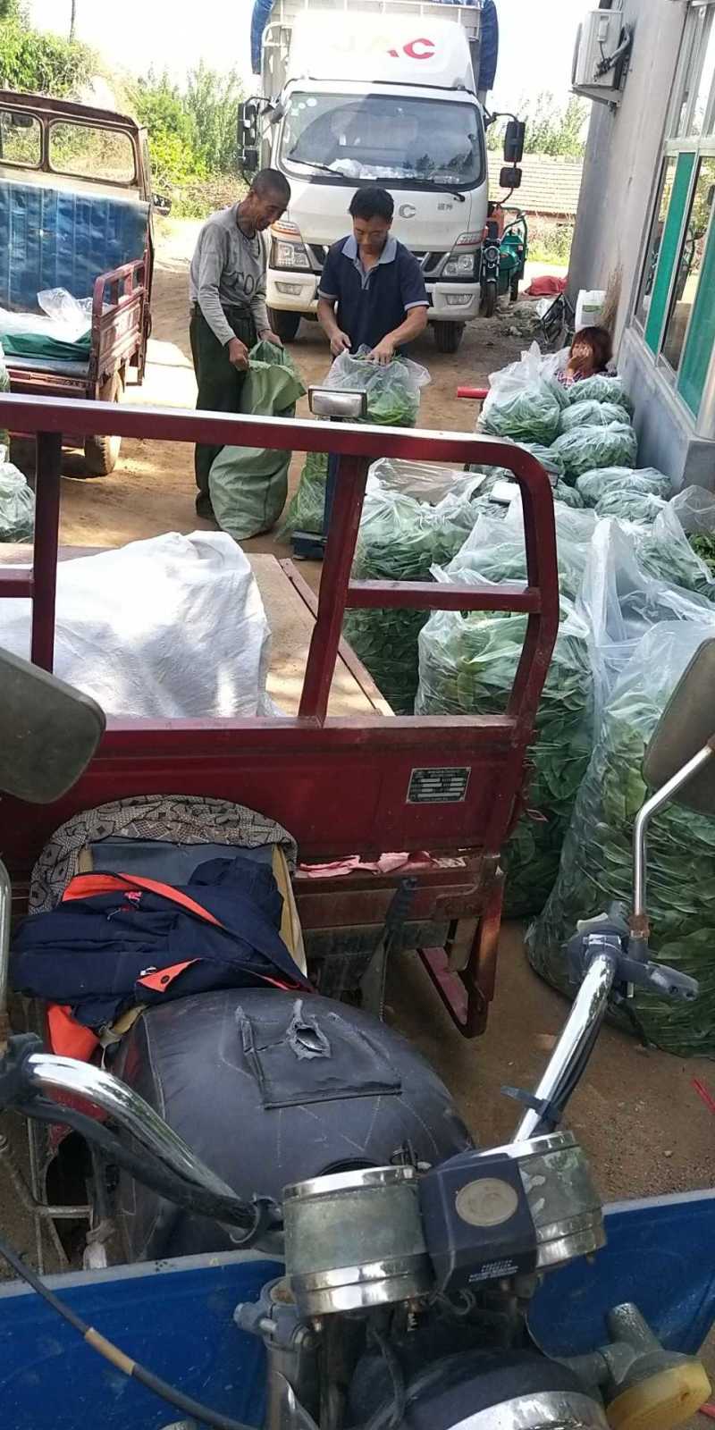山东精品眉豆产地货源充足保质保量欢迎咨询
