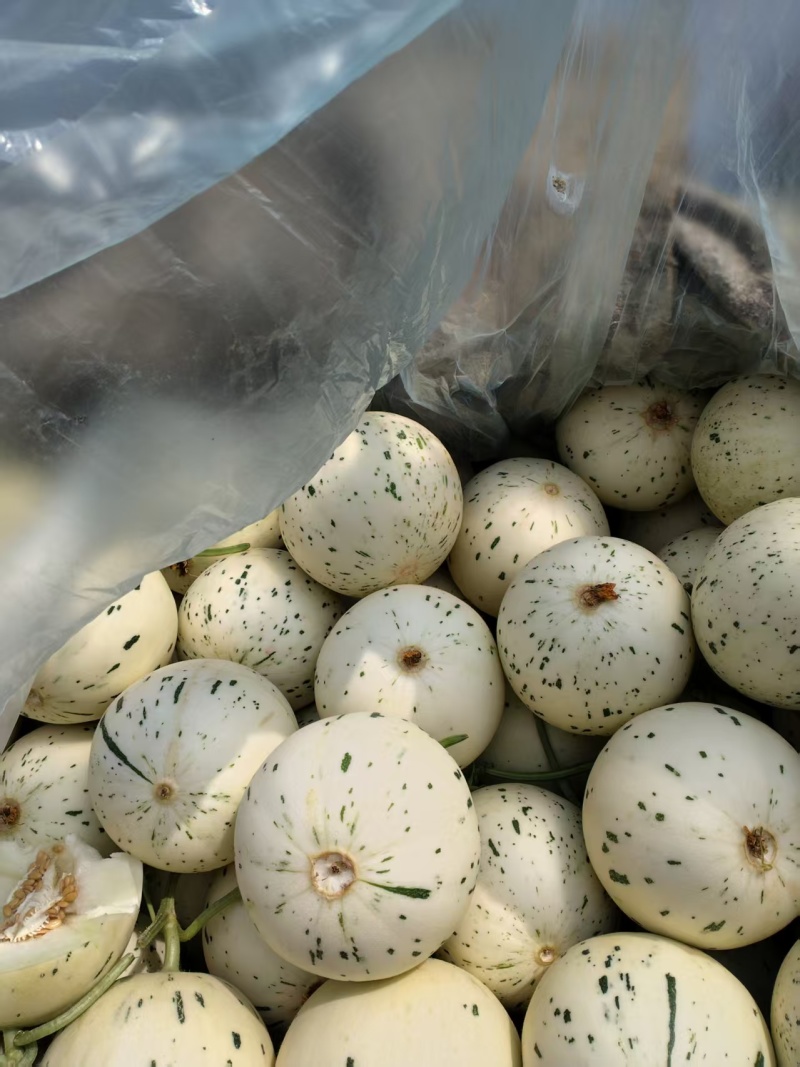 新鲜蜜露甜瓜产地直发