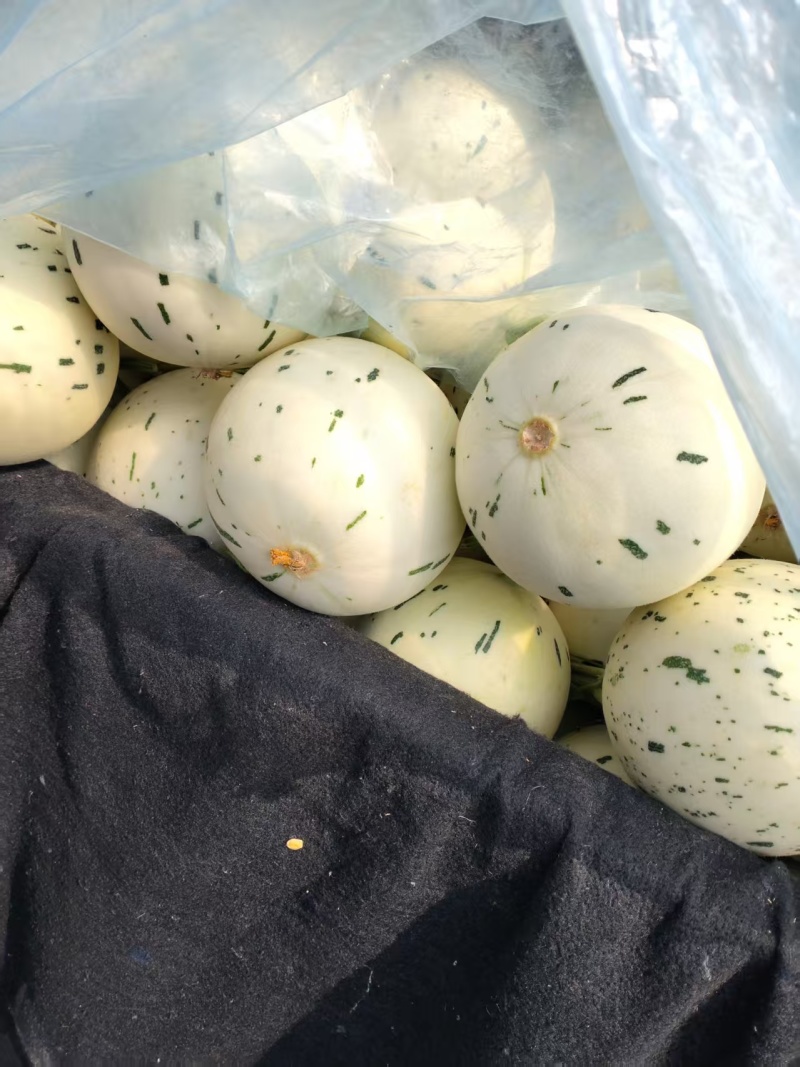 新鲜蜜露甜瓜产地直发