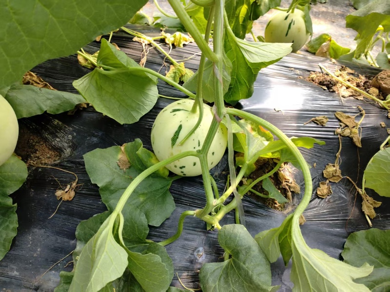 新鲜蜜露甜瓜产地直发