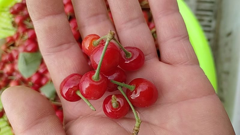 小樱桃