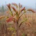 二茬香椿芽大量上市了