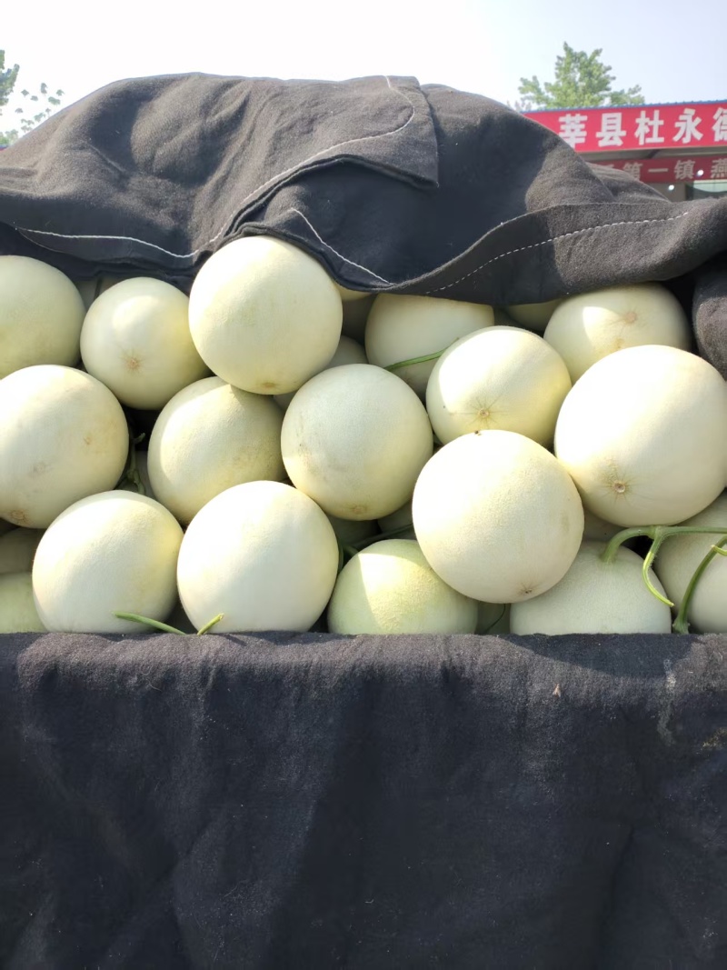新鲜玉菇甜瓜产地直发全国合作