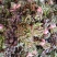 二茬香椿芽大量上市了