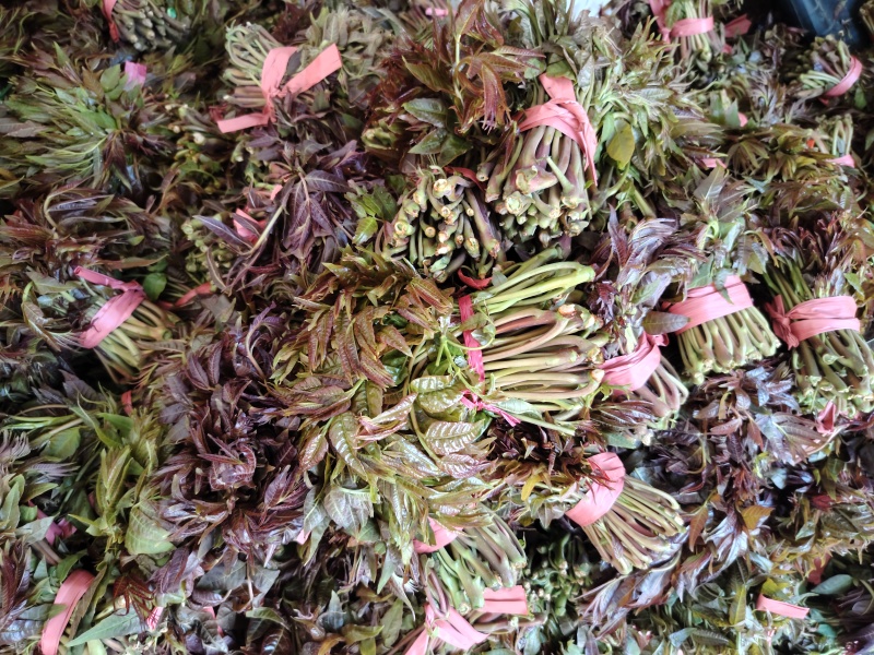 二茬香椿芽大量上市了