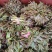 二茬香椿芽大量上市了