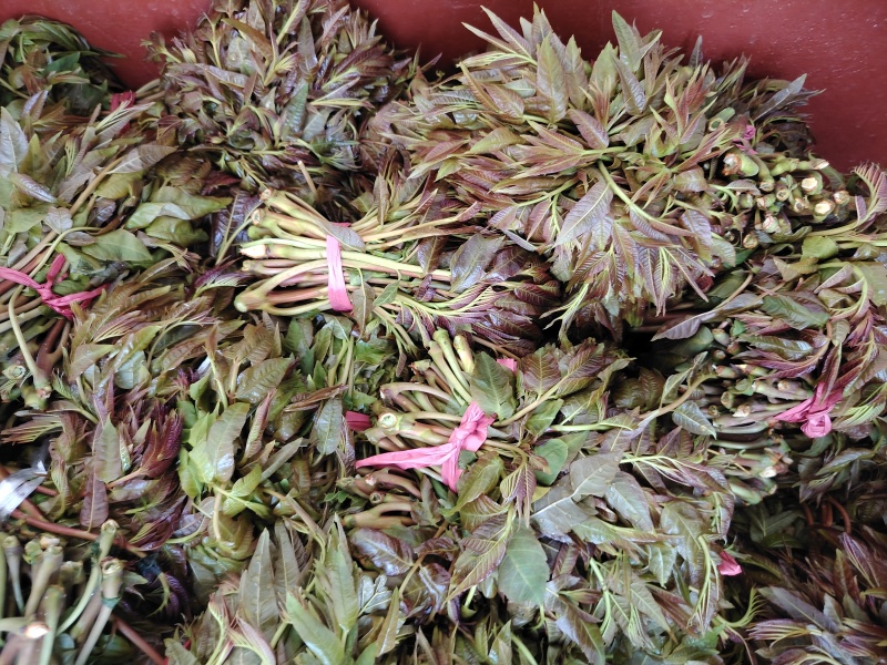 二茬香椿芽大量上市了