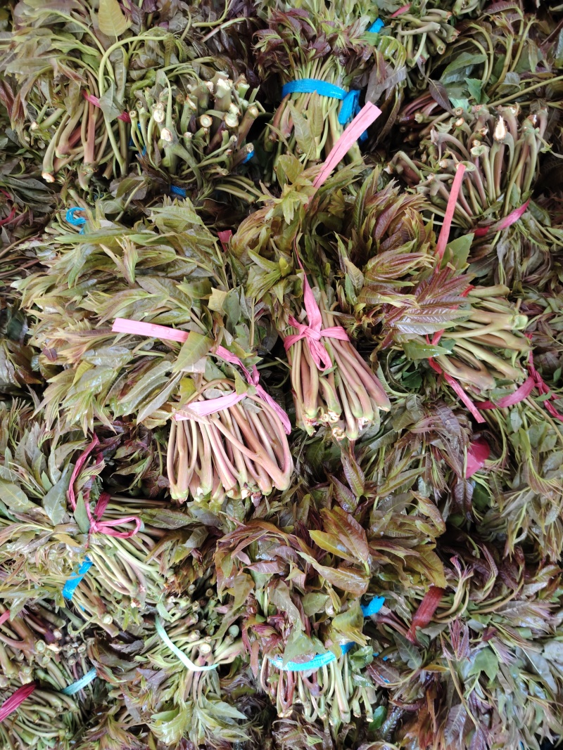 二茬香椿芽大量上市了
