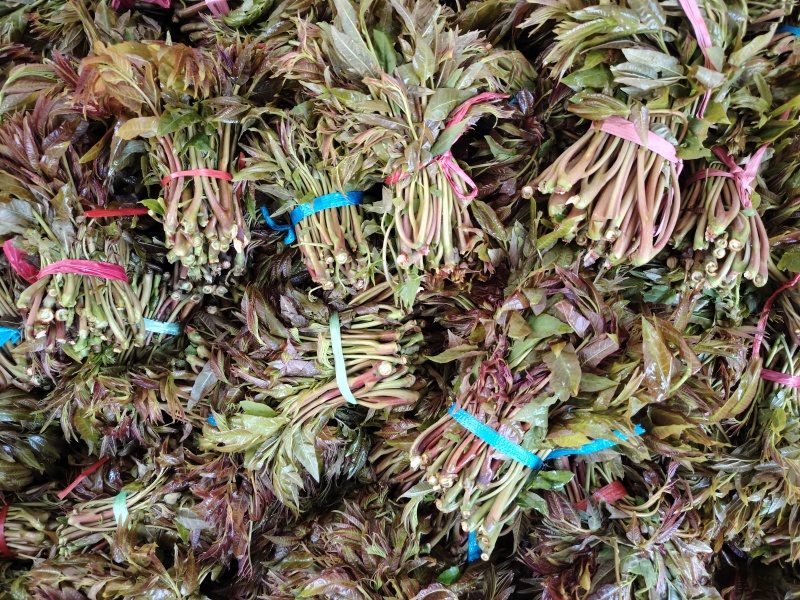 二茬香椿芽大量上市了