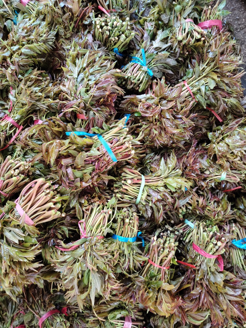 二茬香椿芽大量上市了