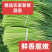 2026年大蒜之乡邳州蒜苔大量上市，支持集采和一件代发