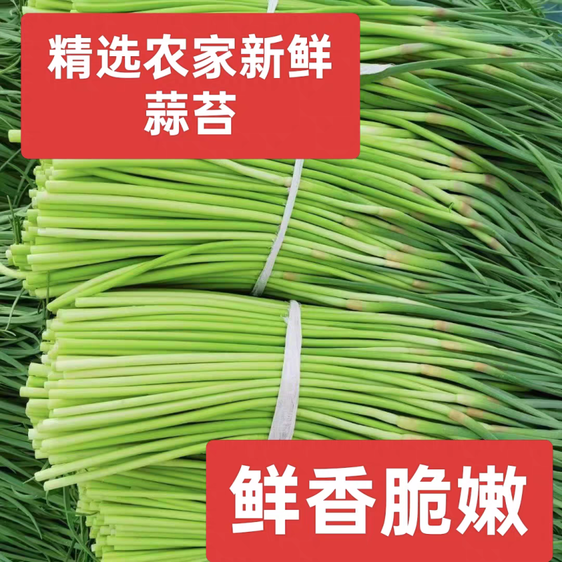 2026年大蒜之乡邳州蒜苔大量上市，支持集采和一件代发