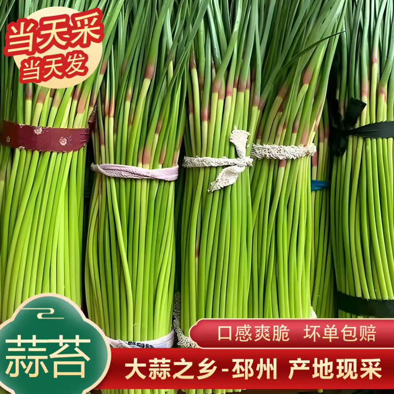 2026年大蒜之乡邳州蒜苔大量上市，支持集采和一件代发