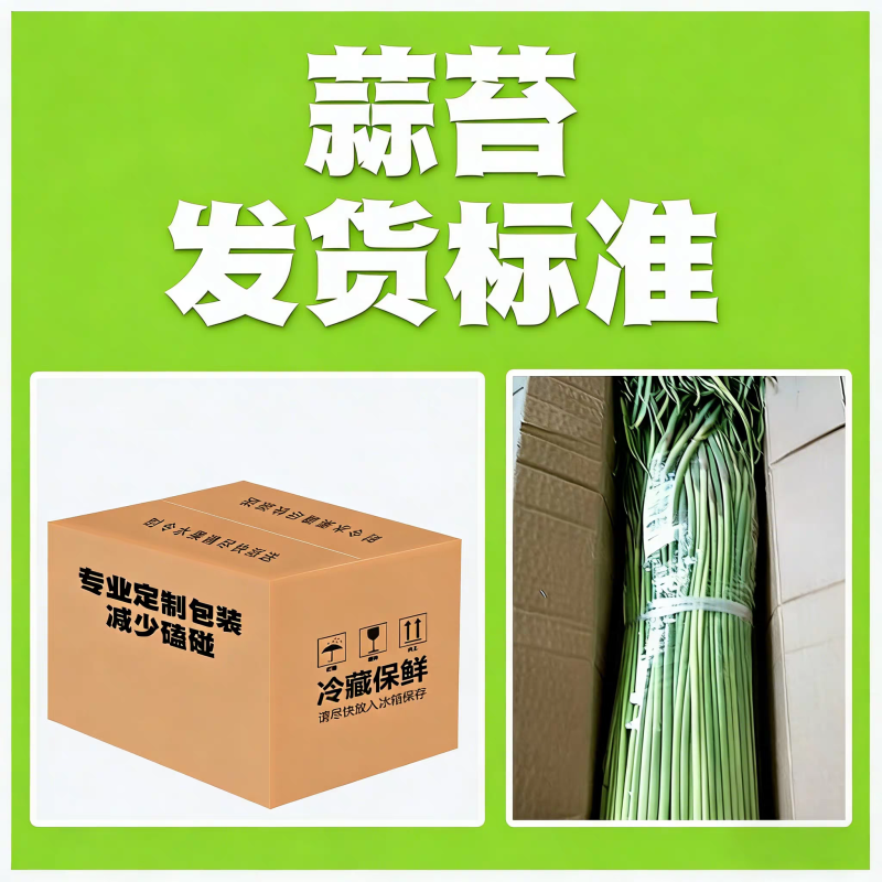 2026年大蒜之乡邳州蒜苔大量上市，支持集采和一件代发