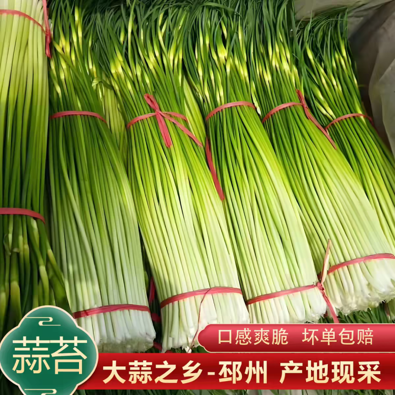2026年大蒜之乡邳州蒜苔大量上市，支持集采和一件代发