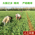 2026年大蒜之乡邳州蒜苔大量上市，支持集采和一件代发