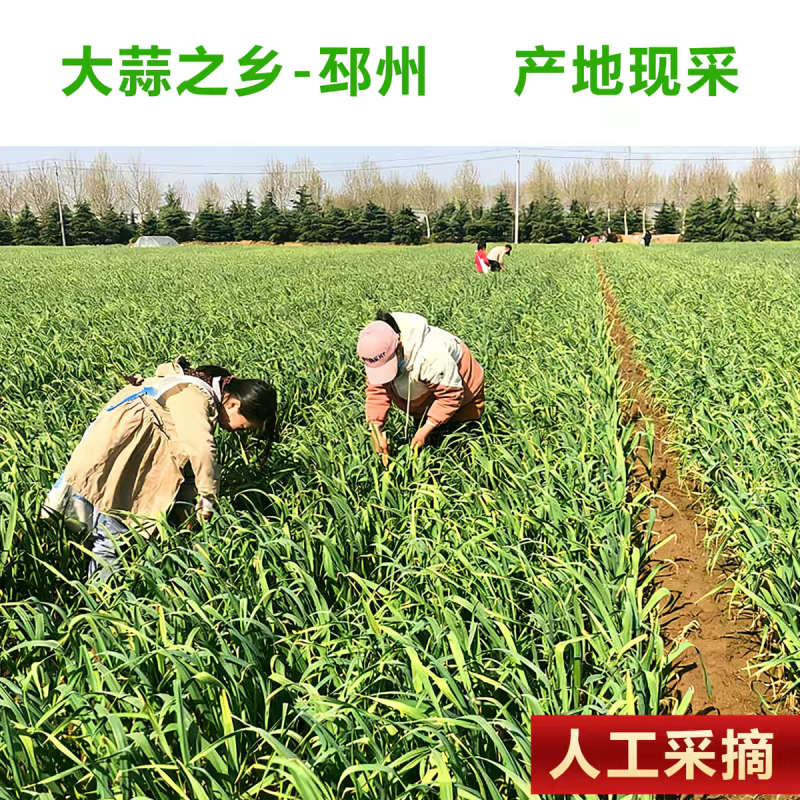 2026年大蒜之乡邳州蒜苔大量上市，支持集采和一件代发