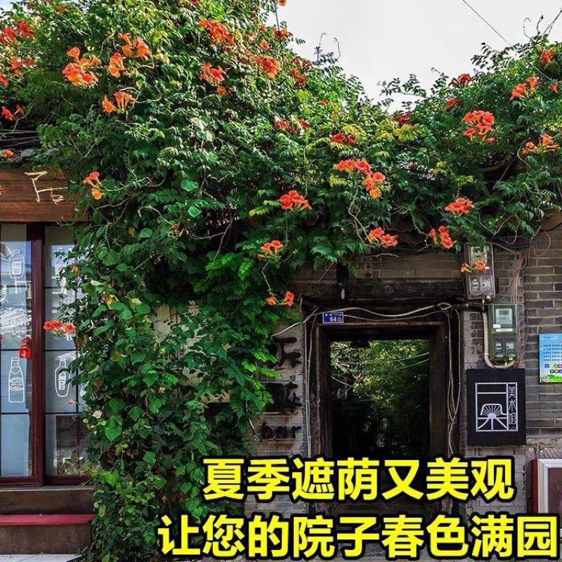 爬藤凌霄花老桩爬墙耐寒美国攀爬室内阳台庭院花卉盆栽美国