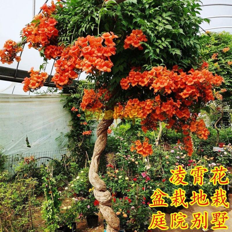 爬藤凌霄花老桩爬墙耐寒美国攀爬室内阳台庭院花卉盆栽美国