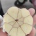 新大蒜大蒜紫皮大蒜精修去杆