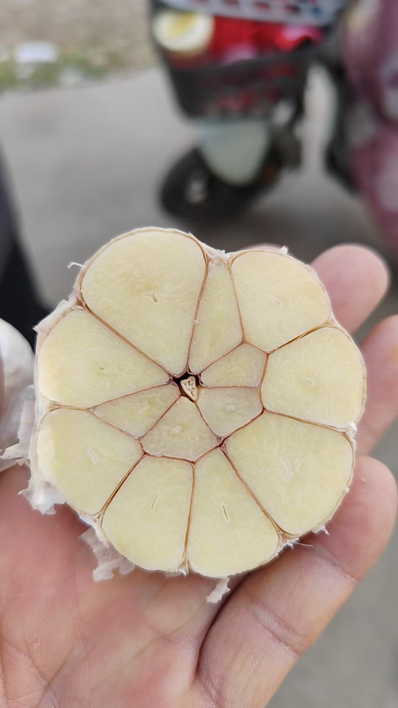 新大蒜大蒜紫皮大蒜精修去杆