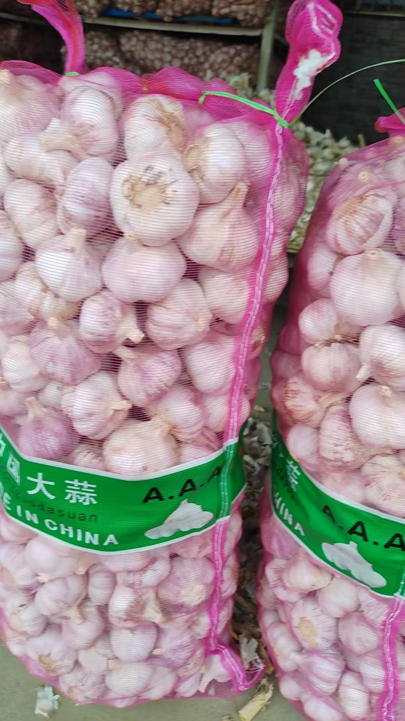 新大蒜大蒜紫皮大蒜精修去杆
