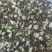 大量出售毛慈菇干货鲜货质量保证价格合理