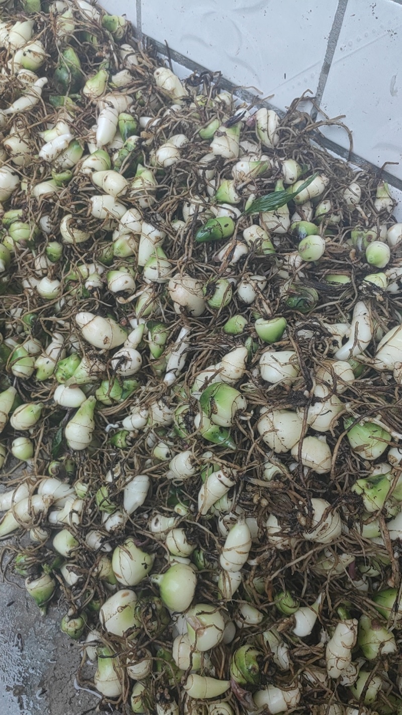 大量出售毛慈菇干货鲜货质量保证价格合理