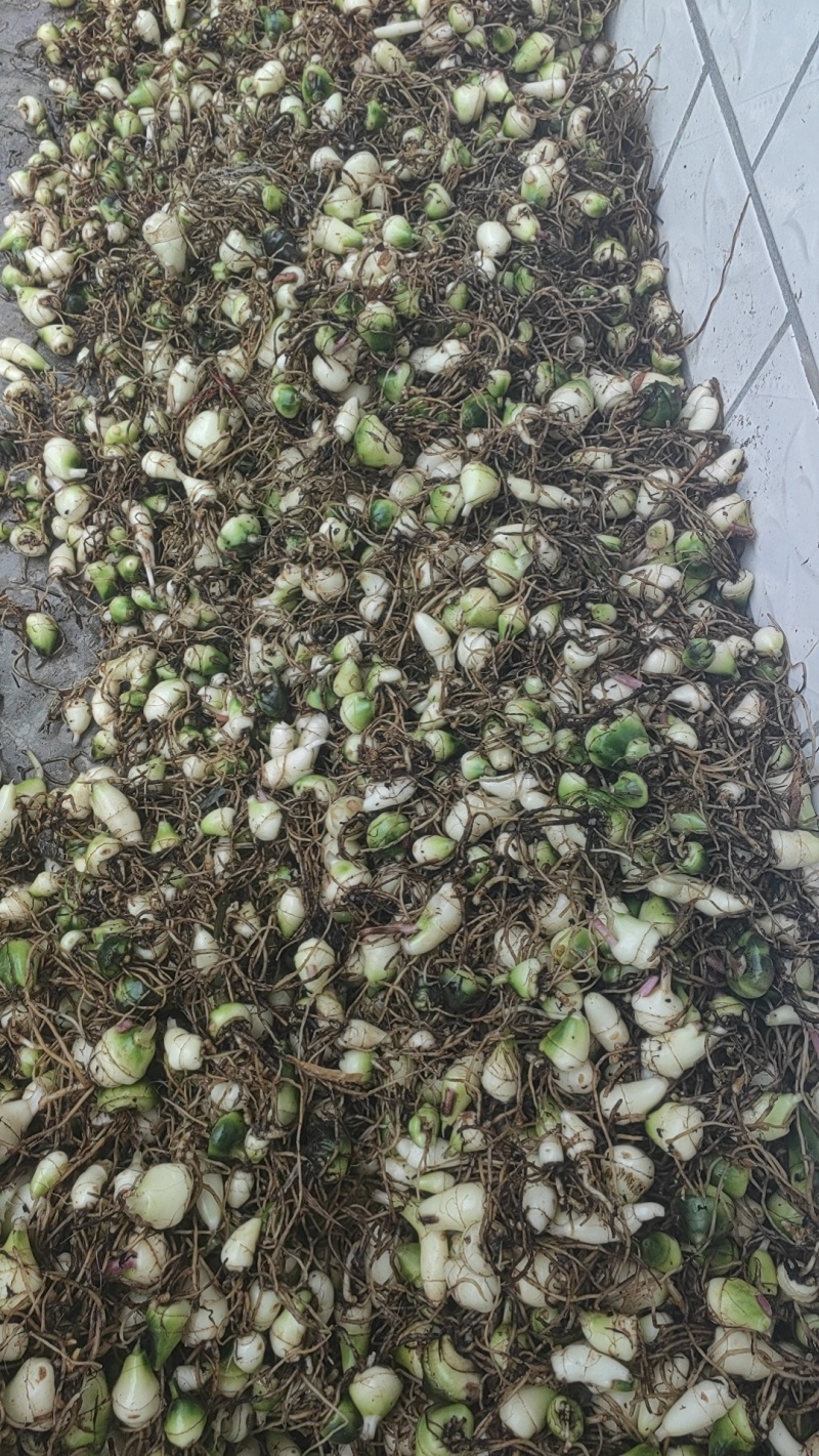 大量出售毛慈菇干货鲜货质量保证价格合理