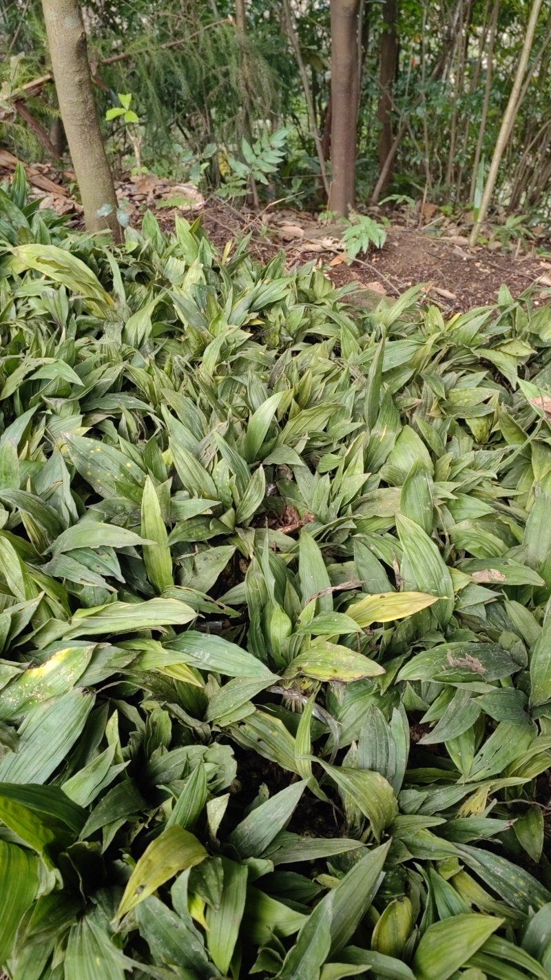 大量出售毛慈菇干货鲜货质量保证价格合理