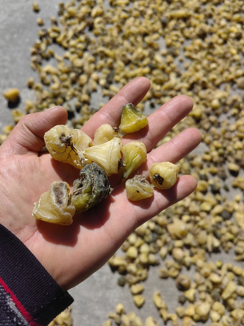 大量出售毛慈菇干货鲜货质量保证价格合理