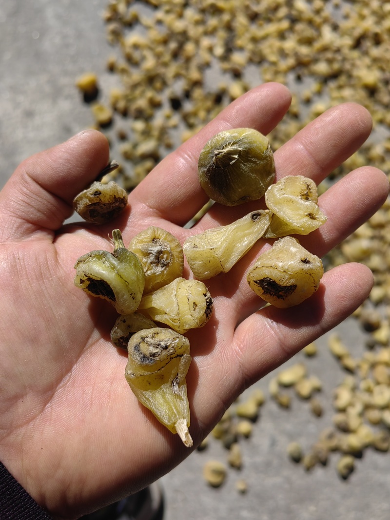大量出售毛慈菇干货鲜货质量保证价格合理