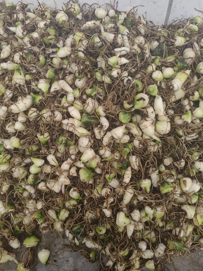 大量出售毛慈菇干货鲜货质量保证价格合理