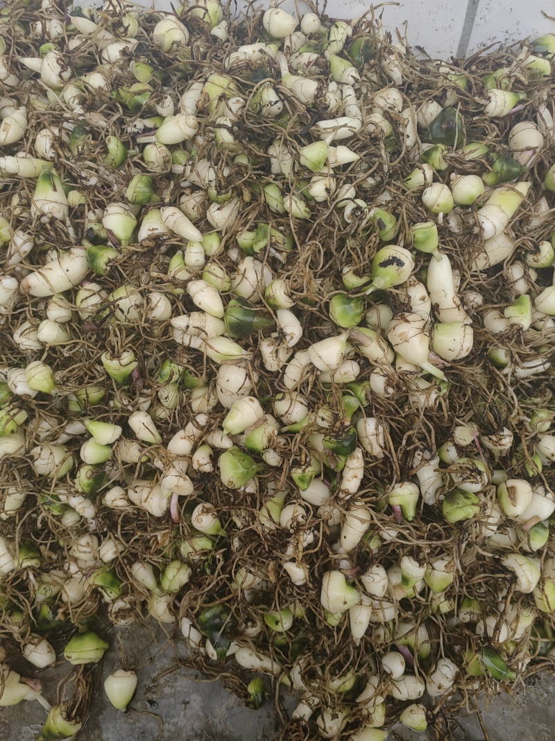 大量出售毛慈菇干货鲜货质量保证价格合理