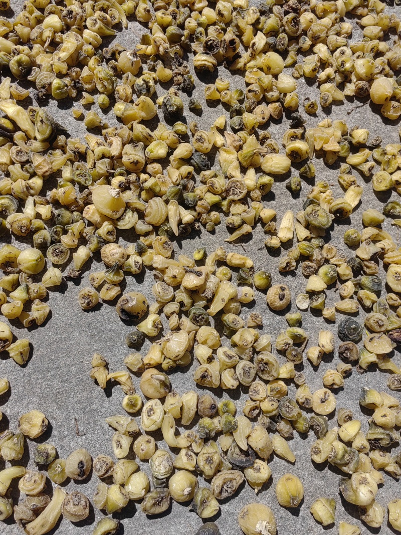 大量出售毛慈菇干货鲜货质量保证价格合理