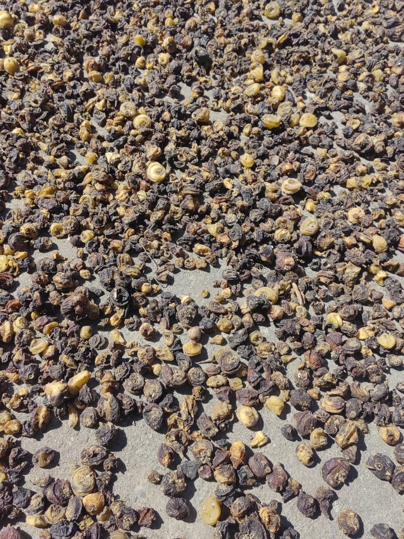 大量出售毛慈菇干货鲜货质量保证价格合理